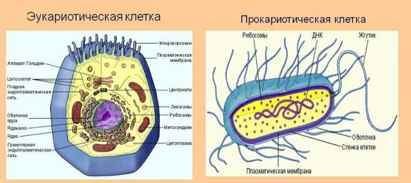 Схема строения прокариотической клетки
