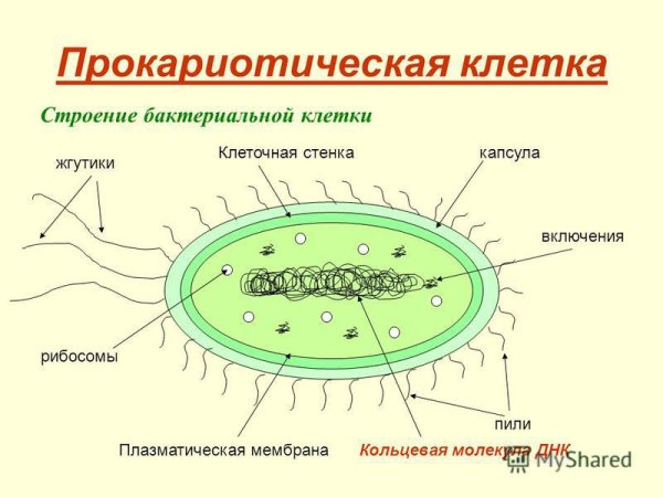 Клетка прокариот схема