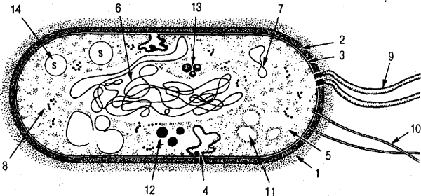 Структура строения прокариотической клетки