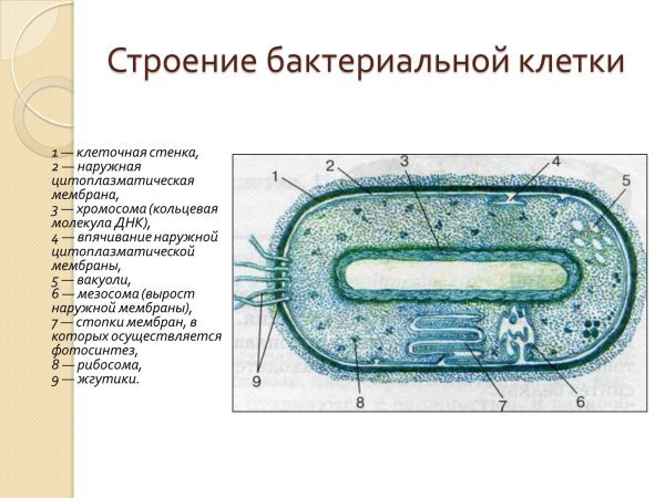 Схема строения прокариотической клетки цианобактерий