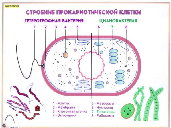 Схема строения прокариотической клетки