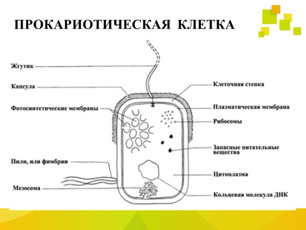 Схема строения клетки прокариот