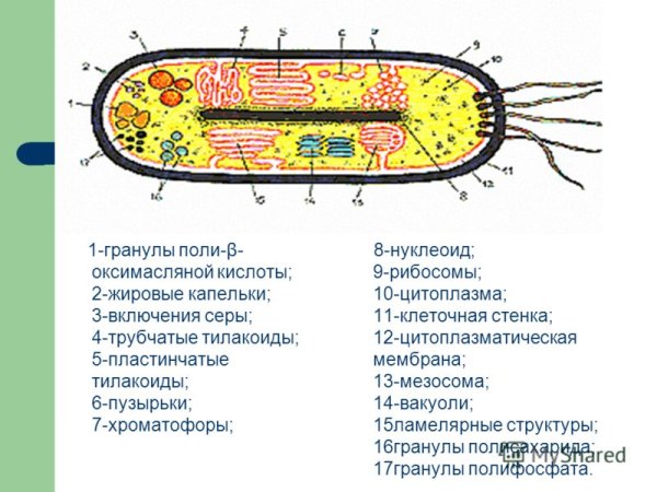 Схема строения прокариотической клетки рис 34