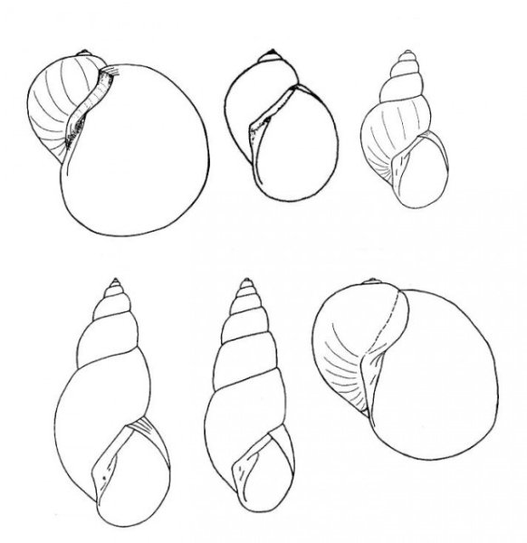 Как нарисовать раковину прудовика