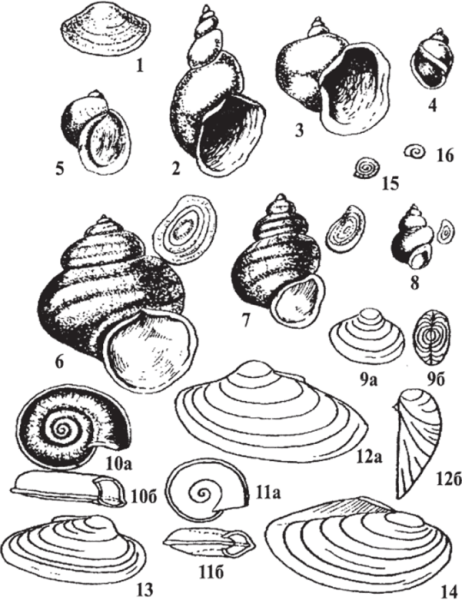 Прудовик обыкновенный раковина