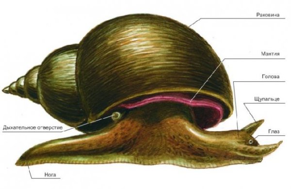 Брюхоногие моллюски строение раковины