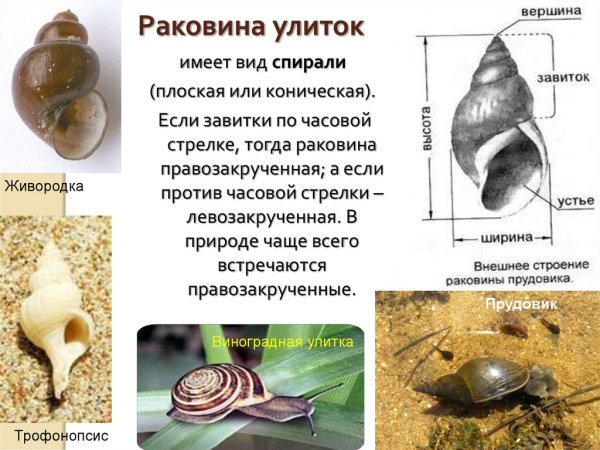 Внешнее строение раковины большого прудовика