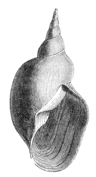 Прудовик обыкновенный раковина