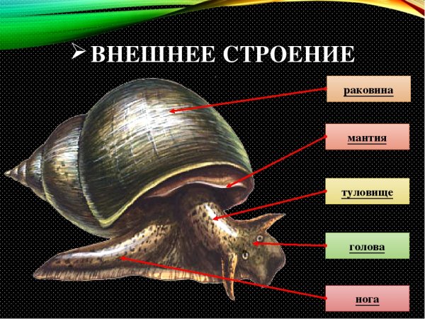 Внешнее строение раковины прудовика