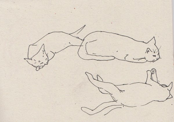 Набросок спящего кота