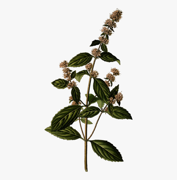 Мята перечная разукрашка