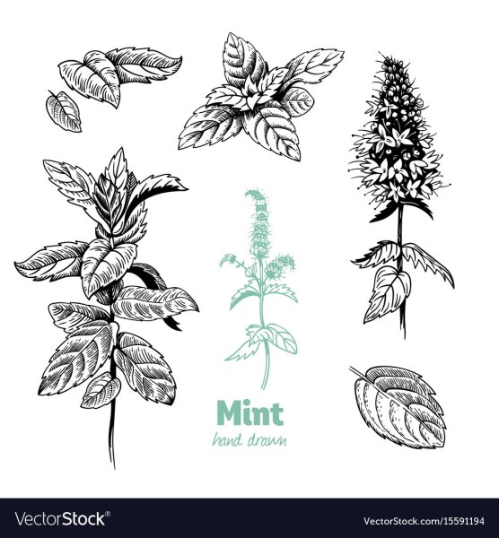 Мята перечная Фармакогнозия