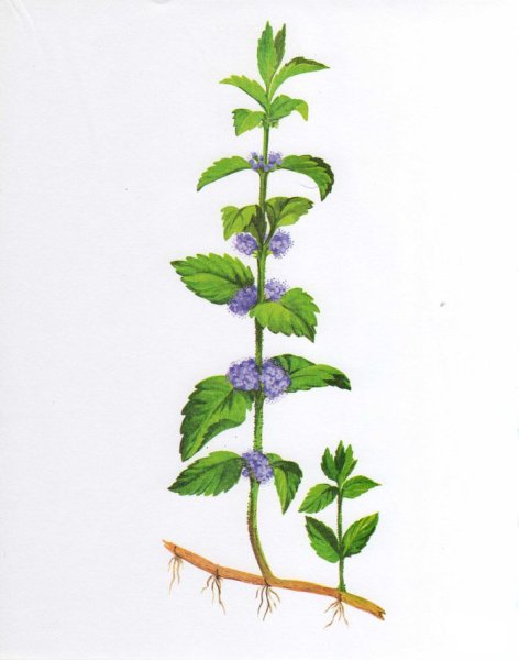 Мяты перечная Фармакогнозия