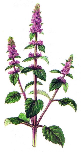 Перечная мята вектор