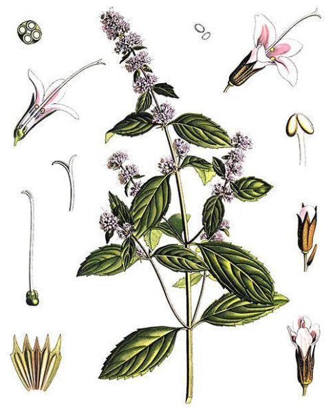 Мята перечная Луговая