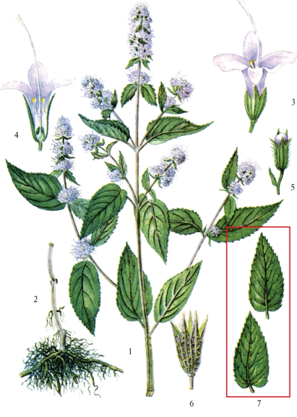 Мята перечная ботаника