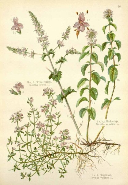Мята перечная Ботаническая иллюстрация