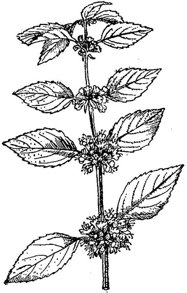 Мята перечная Фармакогнозия