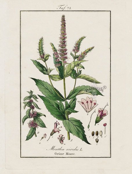 Мята перечная разукрашка