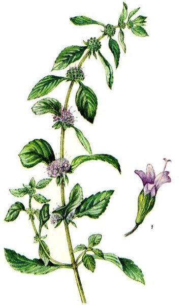 Мята перечная Ботаническая иллюстрация