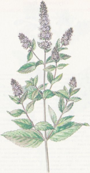 Мята перечная раскраска