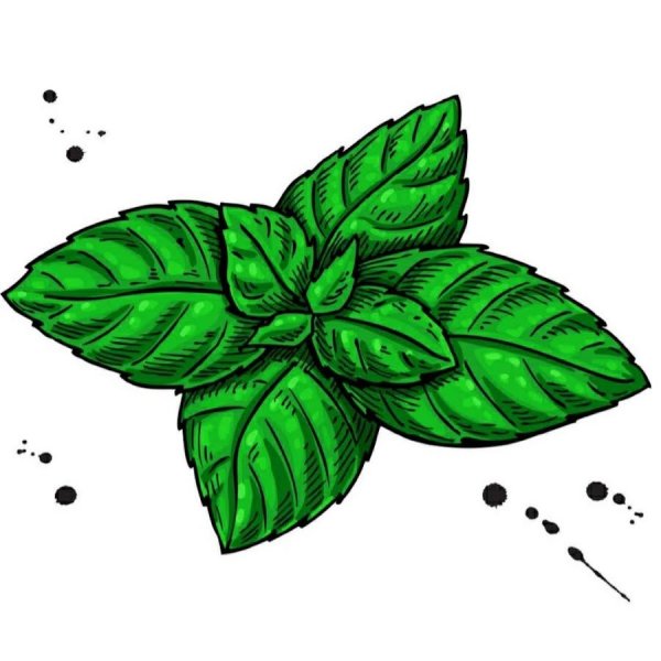 Мята перечная раскраска