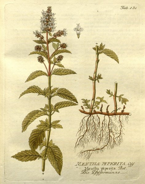 Мята перечная ЛРС