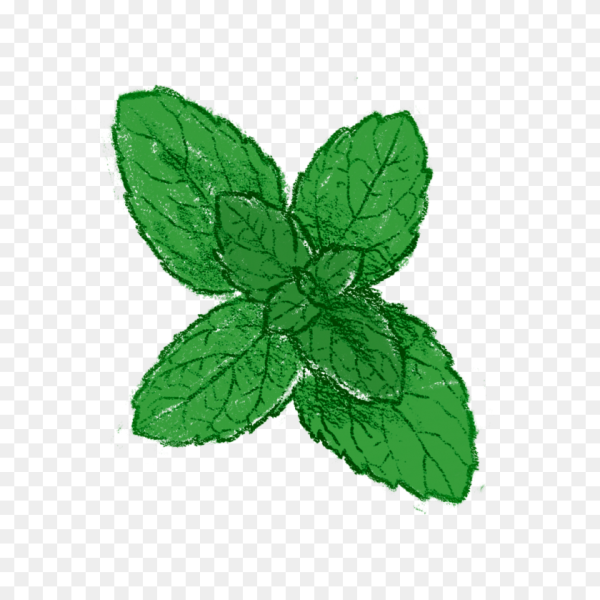 Мята перечная Ботанический рисунок