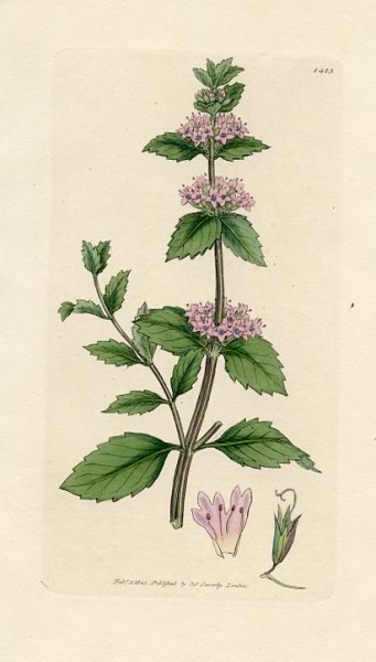 Нарисовать мяту перечную