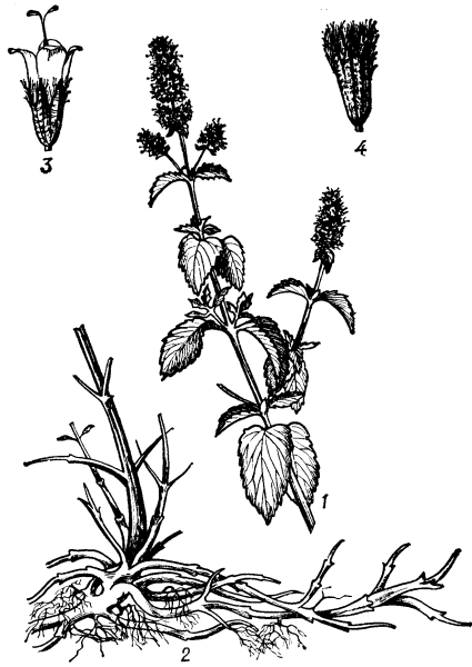 Мята перечная ареал