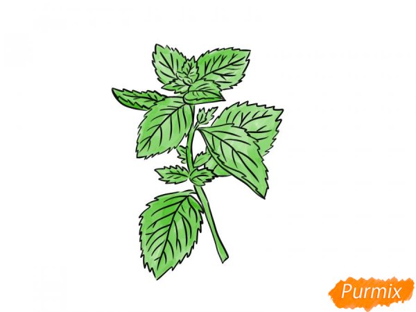 Мята перечная ГФ