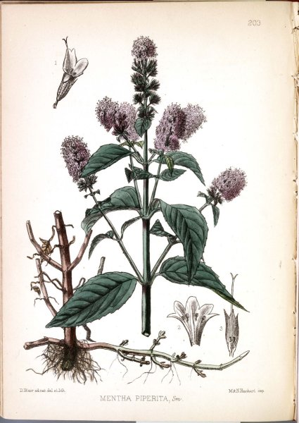 Мята перечная ботаника