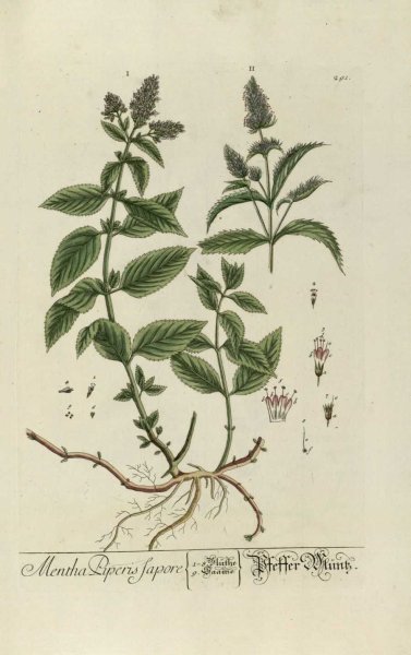 Стебель мяты перечной