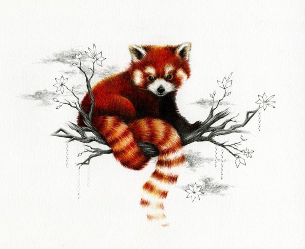 Малая Панда