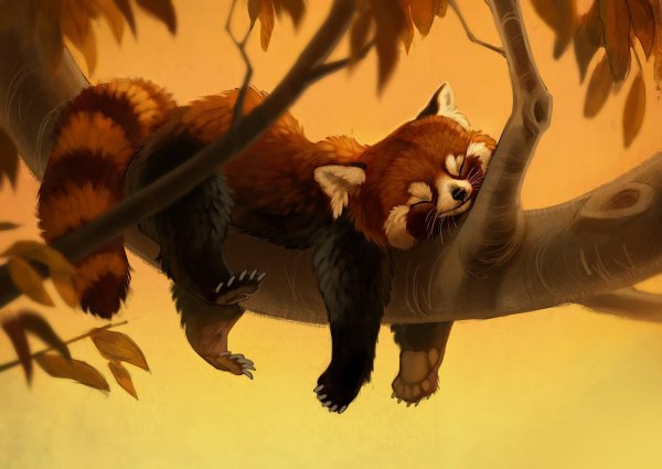 Малая Панда арт