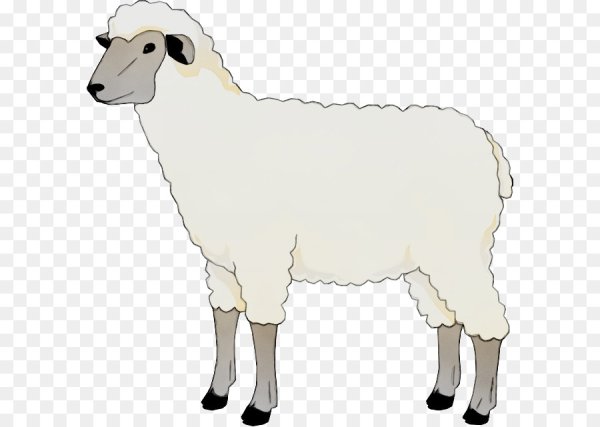 Овца клипарт