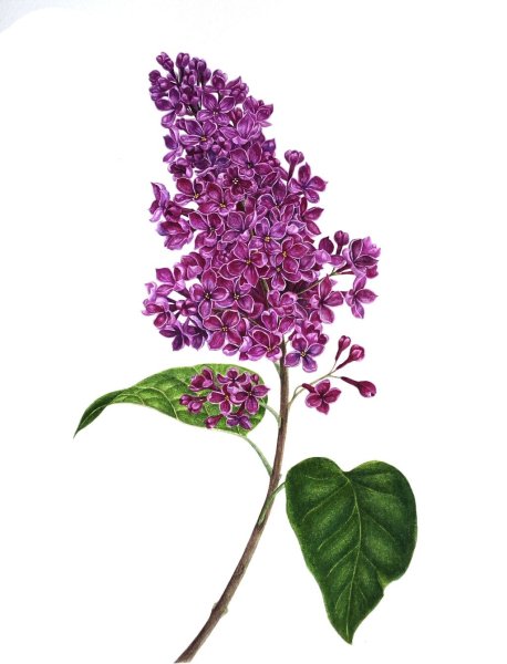 Ветка ясеня