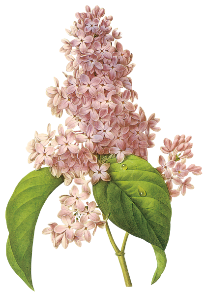 Сирень на белом фоне