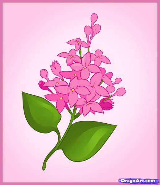 Сирень карандашом