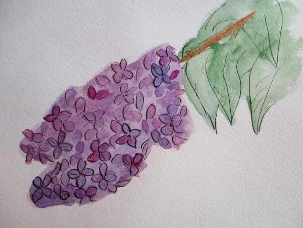 Сирень раскраска для детей