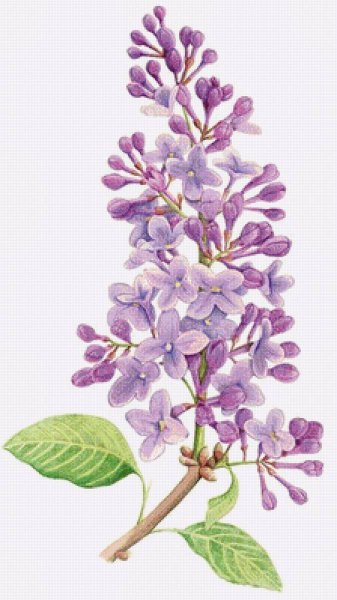 Пуантилизм сирень