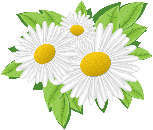 Ромашка на белом фоне