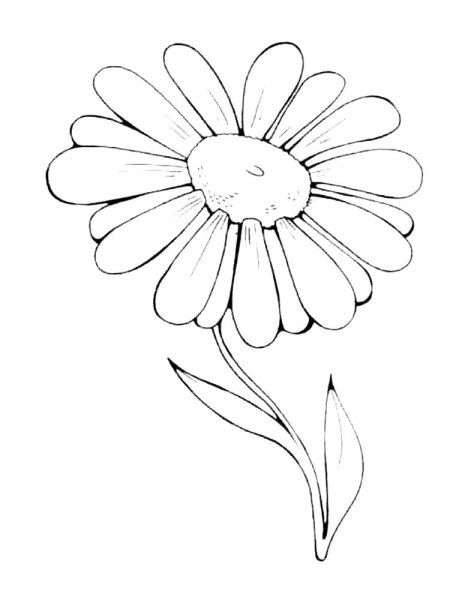 Раскраски для малышей. Ромашка