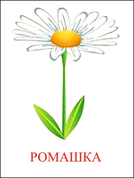 Трафарет ромашки