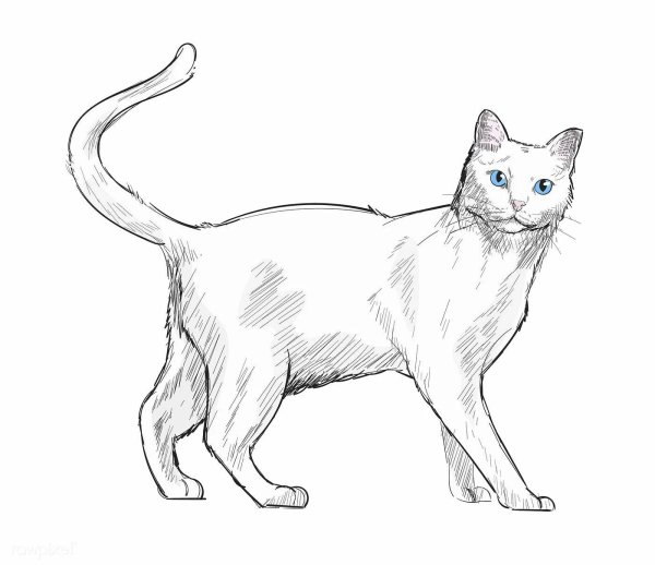 Рисование кошки