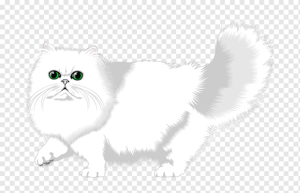 Кот пушистый белый