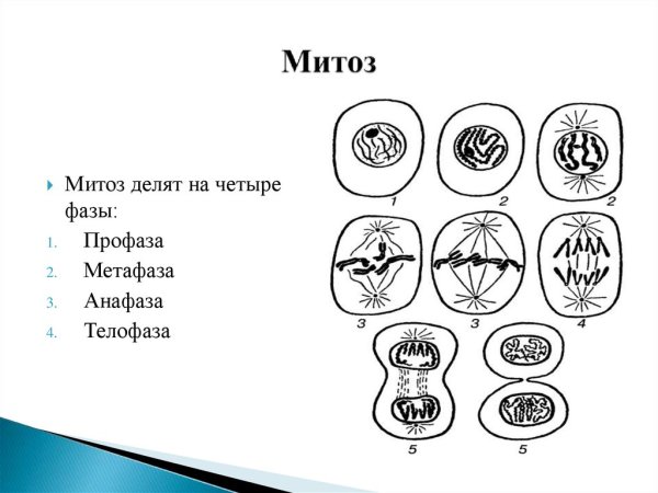 Фаза деления клетки профаза
