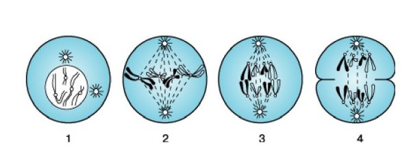 Фазы деления клетки митоз рисунок