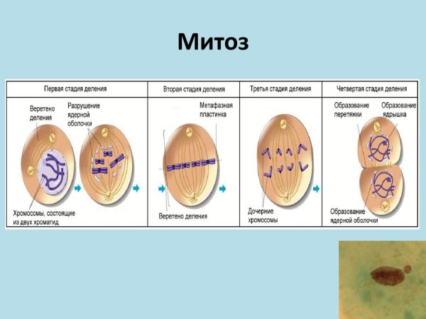 Фазы деления митоза