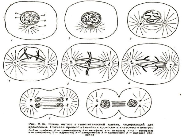 Нарисовать схему фазы митоза